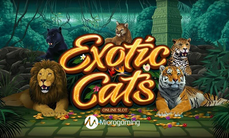 Exotic Cats Slots Umbingo